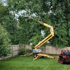 Best Tree Health Inspection  in Sacramento, CA