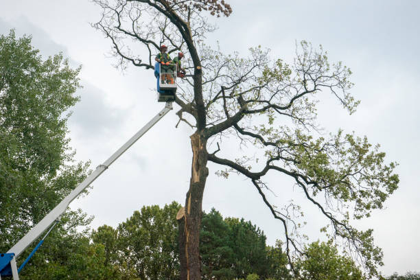 Best Tree Disease Treatment  in Sacramento, CA