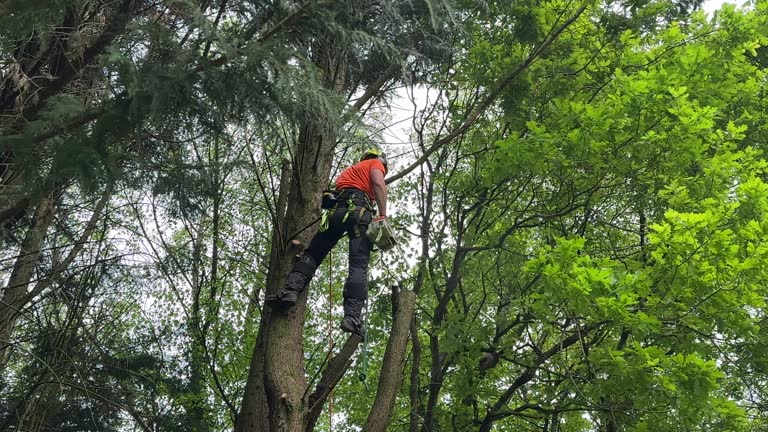 Best Tree Maintenance Programs  in Sacramento, CA