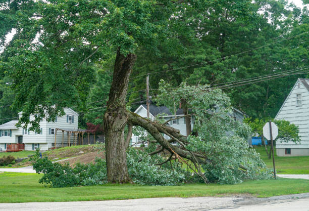 Best Emergency Tree Removal  in Sacramento, CA