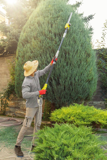 Best Hazardous Tree Removal  in Sacramento, CA